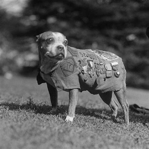 world war 1 dog stubby